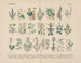 Manuel de botanique pratique en mots et en images Pl26 - Carl Hoffmann — weergave van het kunstwerk