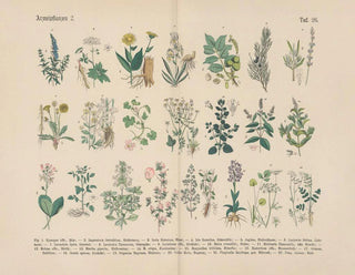 Carl Hoffmann - Lehrbuch der praktischen Pflanzenkunde in Wort und Bild Pl26.webp