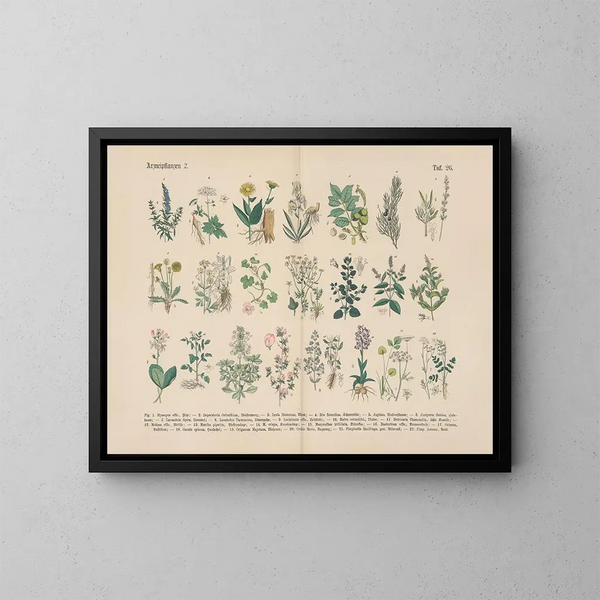 Manuel de botanique pratique en mots et en images Pl26 - Carl Hoffmann — ingelijst kunstwerk aan de muur