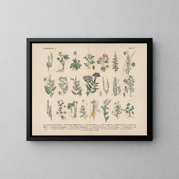 Manuel pratique de botanique en mots et en images Pl27 - Carl Hoffmann — ingelijst kunstwerk aan de muur