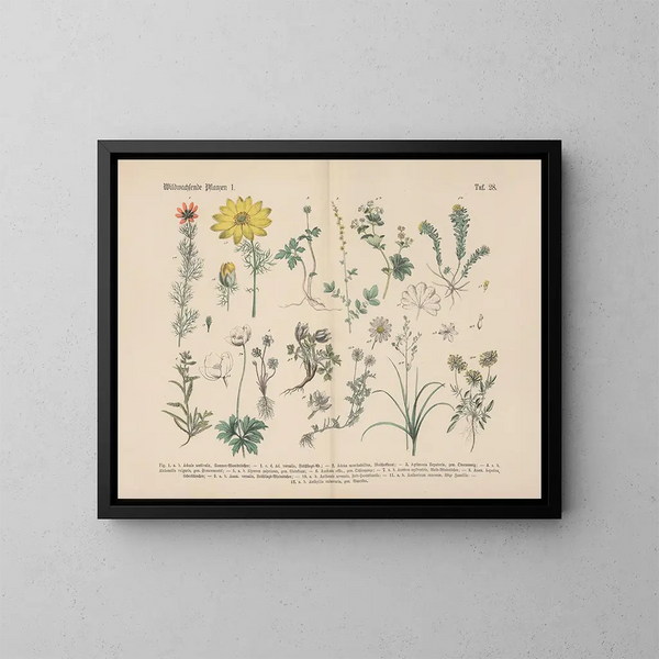 Manuel de botanique pratique en mots et en images Pl28 - Carl Hoffmann — ingelijst kunstwerk aan de muur