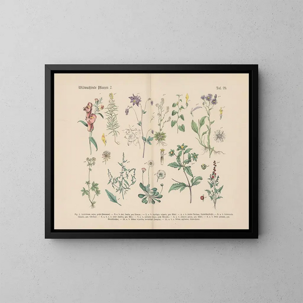 Manuel de botanique pratique en mots et en images Pl29 - Carl Hoffmann — ingelijst kunstwerk aan de muur