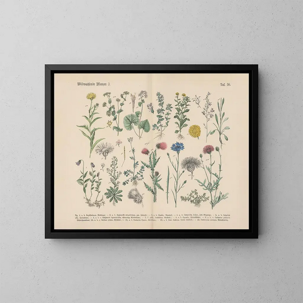 Manuel pratique de botanique en mots et en images Pl30 - Carl Hoffmann — ingelijst kunstwerk aan de muur