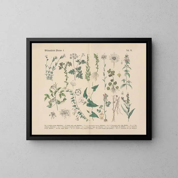 Manuel de botanique pratique en mots et en images Pl31 - Carl Hoffmann — ingelijst kunstwerk aan de muur