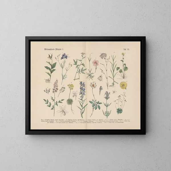 Manuel de botanique pratique en mots et en images Pl32 - Carl Hoffmann — ingelijst kunstwerk aan de muur