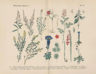 Carl Hoffmann - Lehrbuch der praktischen Pflanzenkunde in Wort und Bild Pl33.webp