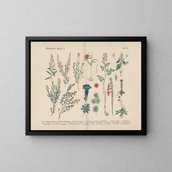 Manuel de botanique pratique en mots et en images Pl33 - Carl Hoffmann — ingelijst kunstwerk aan de muur