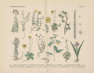 Carl Hoffmann - Lehrbuch der praktischen Pflanzenkunde in Wort und Bild Pl34.webp