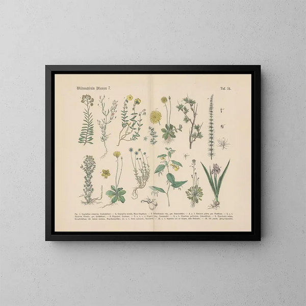 Manuel pratique de botanique en mots et en images Pl34 - Carl Hoffmann — ingelijst kunstwerk aan de muur