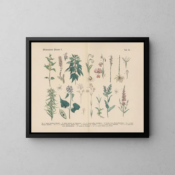 Manuel pratique de botanique en mots et en images Pl35 - Carl Hoffmann | Reproduction — ingelijst kunstwerk aan de muur
