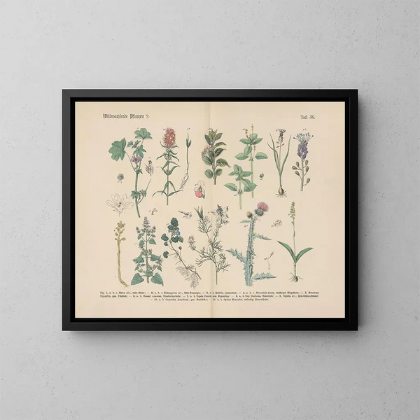 Manuel de botanique pratique en mots et en images Pl36 - Carl Hoffmann — ingelijst kunstwerk aan de muur