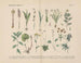 Manuel de botanique pratique en mots et en images Pl37 - Carl Hoffmann — weergave van het kunstwerk