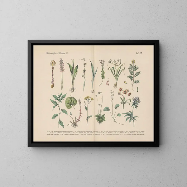 Manuel de botanique pratique en mots et en images Pl37 - Carl Hoffmann — ingelijst kunstwerk aan de muur