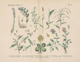Carl Hoffmann - Lehrbuch der praktischen Pflanzenkunde in Wort und Bild Pl38.webp