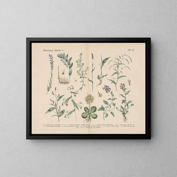 Manuel de botanique pratique en mots et en images Pl38 - Carl Hoffmann — ingelijst kunstwerk aan de muur