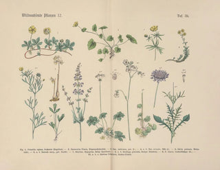 Carl Hoffmann - Lehrbuch der praktischen Pflanzenkunde in Wort und Bild Pl39.webp