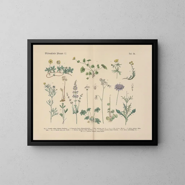 Manuel de botanique pratique en mots et en images Pl39 - Carl Hoffmann — ingelijst kunstwerk aan de muur