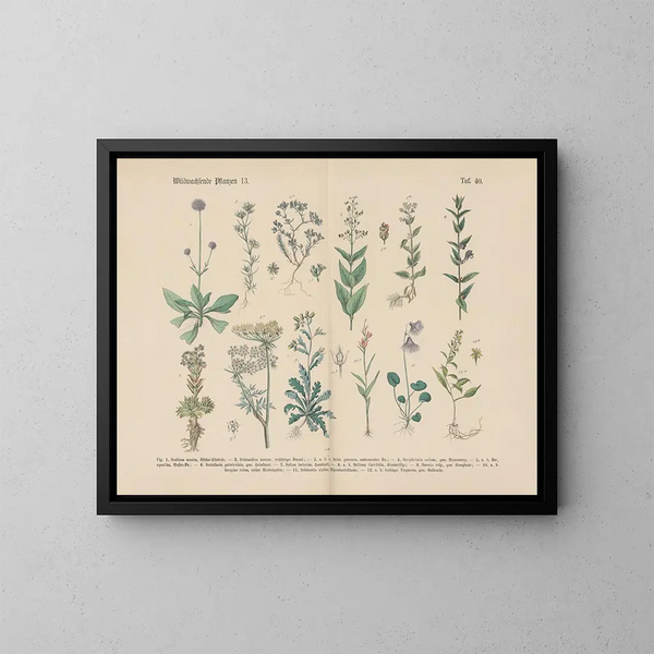 Manuel pratique de botanique en mots et en images Pl40 - Carl Hoffmann — ingelijst kunstwerk aan de muur