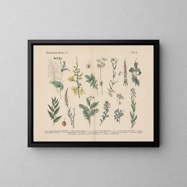 Manuel de botanique pratique en mots et en images Pl41 - Carl Hoffmann — ingelijst kunstwerk aan de muur