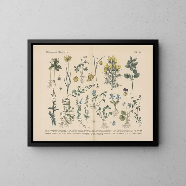 Manuel de botanique pratique en mots et en images Pl42 - Carl Hoffmann — ingelijst kunstwerk aan de muur