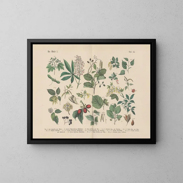 Manuel de botanique pratique en mots et en images Pl44 - Carl Hoffmann — ingelijst kunstwerk aan de muur