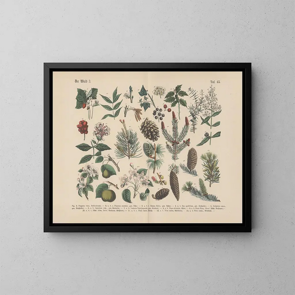 Manuel de botanique pratique en mots et en images Pl45 - Carl Hoffmann — ingelijst kunstwerk aan de muur