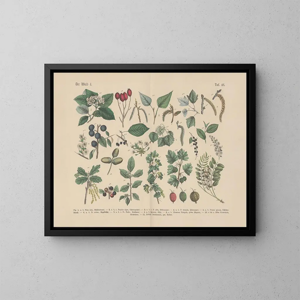 Manuel pratique de botanique en mots et en images Pl46 - Carl Hoffmann — ingelijst kunstwerk aan de muur