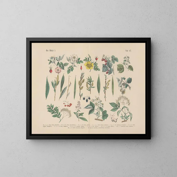 Manuel pratique de botanique en mots et en images Pl47 - Carl Hoffmann — ingelijst kunstwerk aan de muur