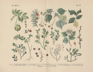 Carl Hoffmann - Lehrbuch der praktischen Pflanzenkunde in Wort und Bild Pl48.webp