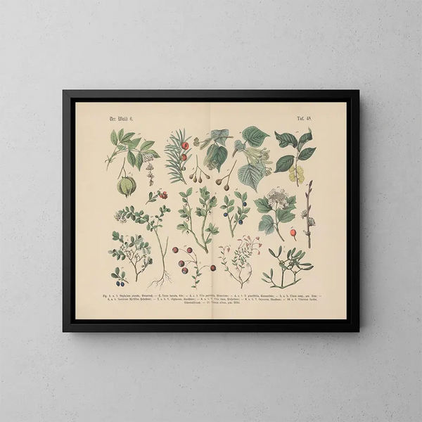Manuel de botanique pratique en mots et en images Pl48 - Carl Hoffmann — ingelijst kunstwerk aan de muur