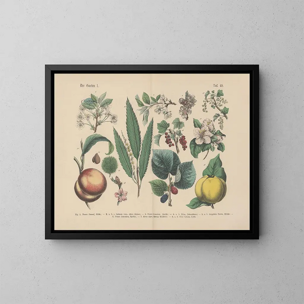 Manuel pratique de botanique en mots et en images Pl49 - Carl Hoffmann — ingelijst kunstwerk aan de muur