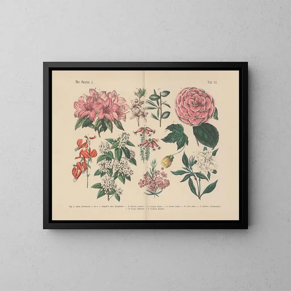 Manuel de botanique pratique en mots et en images Pl52 - Carl Hoffmann — ingelijst kunstwerk aan de muur