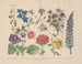 Manuel de botanique pratique en mots et en images Pl54 - Carl Hoffmann — weergave van het kunstwerk