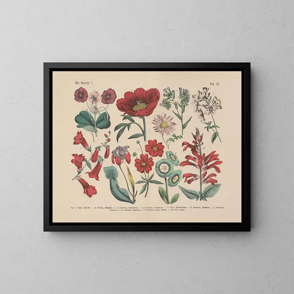 Manuel pratique de botanique en mots et en images Pl55 - Carl Hoffmann — ingelijst kunstwerk aan de muur
