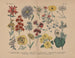 Manuel de botanique pratique en mots et en images Pl56 - Carl Hoffmann — weergave van het kunstwerk