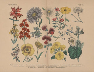Carl Hoffmann - Lehrbuch der praktischen Pflanzenkunde in Wort und Bild Pl56.webp