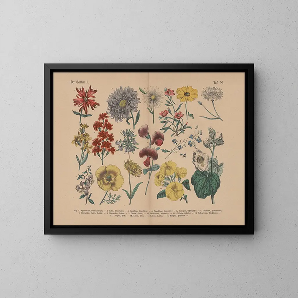 Manuel de botanique pratique en mots et en images Pl56 - Carl Hoffmann — ingelijst kunstwerk aan de muur