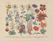 Manuel de botanique pratique en mots et en images Pl57 - Carl Hoffmann — weergave van het kunstwerk