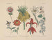 Manuel de botanique pratique en mots et en images Pl58 - Carl Hoffmann — weergave van het kunstwerk