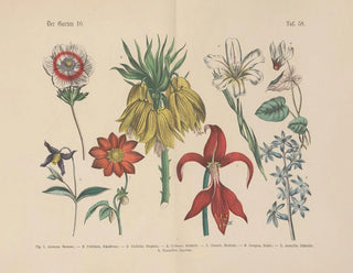 Carl Hoffmann - Lehrbuch der praktischen Pflanzenkunde in Wort und Bild Pl58.webp