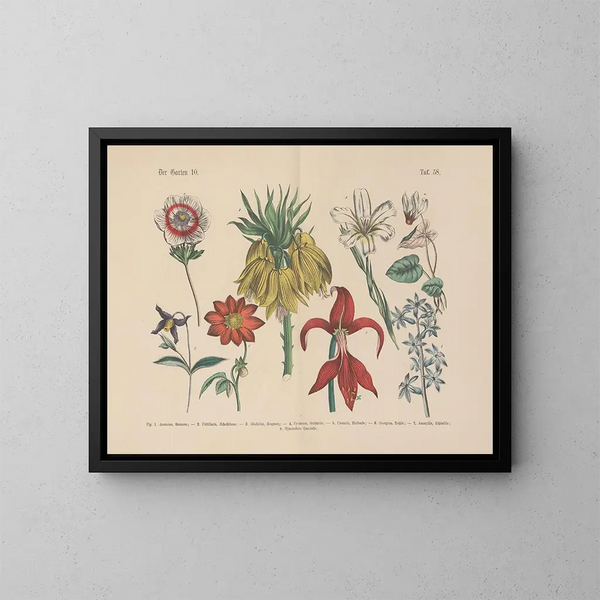 Manuel de botanique pratique en mots et en images Pl58 - Carl Hoffmann — ingelijst kunstwerk aan de muur