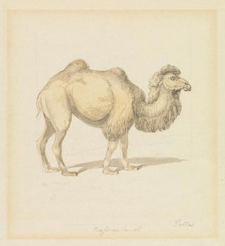 Chameau russe - Samuel Howitt