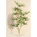 Acer palmatum crispum - Charles Antoine Lemaire — weergave van het kunstwerk