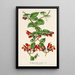 Aeschynanthus tricolor - Charles Antoine Lemaire — ingelijst kunstwerk aan de muur