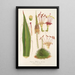 Reproductie van het schilderij Agave filifera - Charles Antoine Lemaire