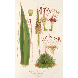 Charles Antoine Lemaire - Agave filifera.webp