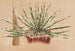 Agave schidigera - Charles Antoine Lemaire — weergave van het kunstwerk