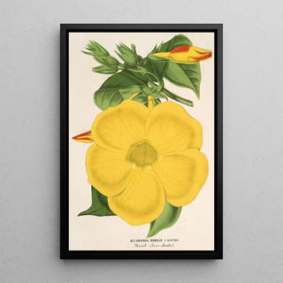 Charles Antoine Lemaire - Allamanda nobilis.webp