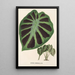 Alocasia Jenningsii - Charles Antoine Lemaire — ingelijst kunstwerk aan de muur