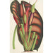 Alocasia metallica - Charles Antoine Lemaire — weergave van het kunstwerk